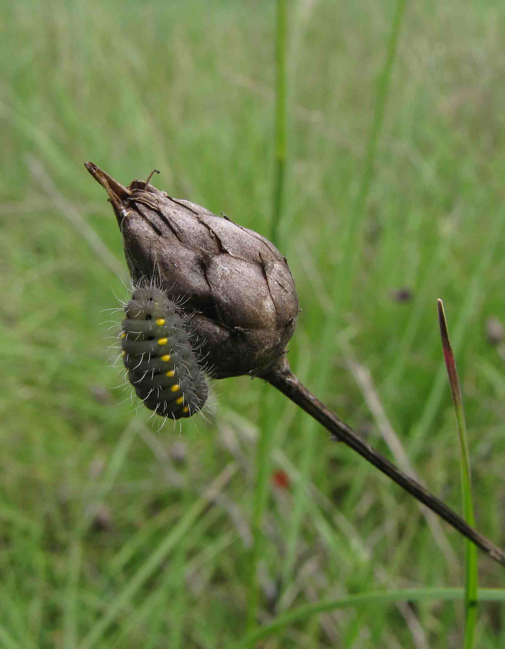 bruco farfalla? - Zygaena (Mesembrynus) erythrus